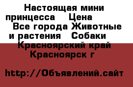 Настоящая мини принцесса  › Цена ­ 25 000 - Все города Животные и растения » Собаки   . Красноярский край,Красноярск г.